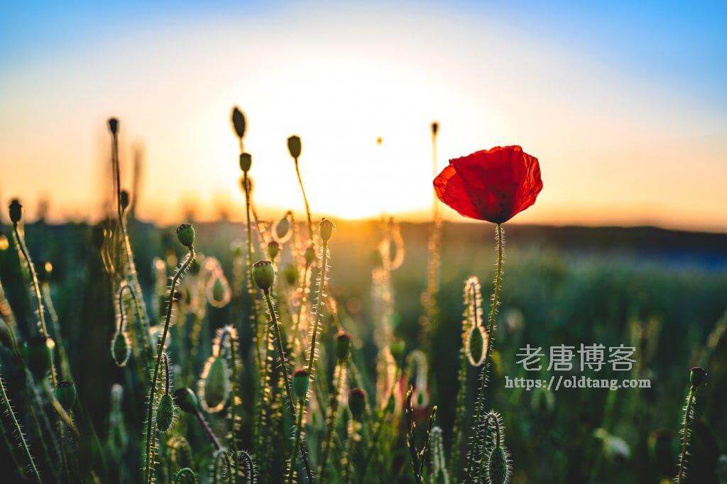 PacificRack：1核 1G 20G 1T 200M KVM，$9.99/年，洛杉矶 QN-老唐笔记