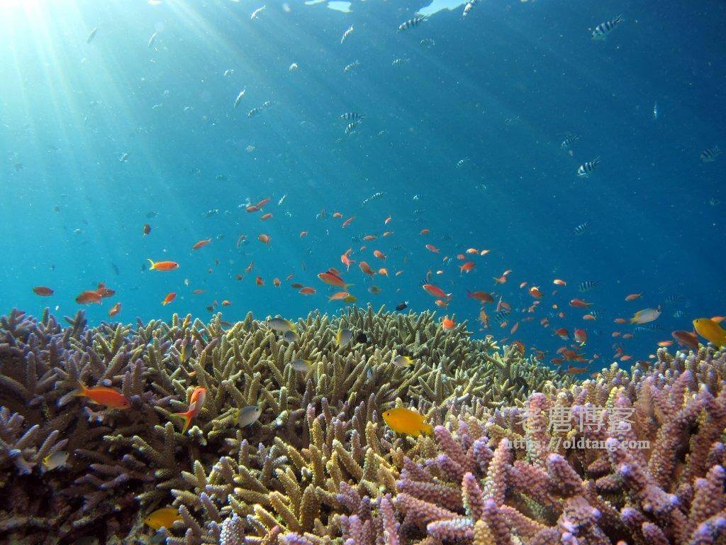 Ubuntu / Debian 安装 Fish Shell 教程以及配置和使用方法-老唐笔记